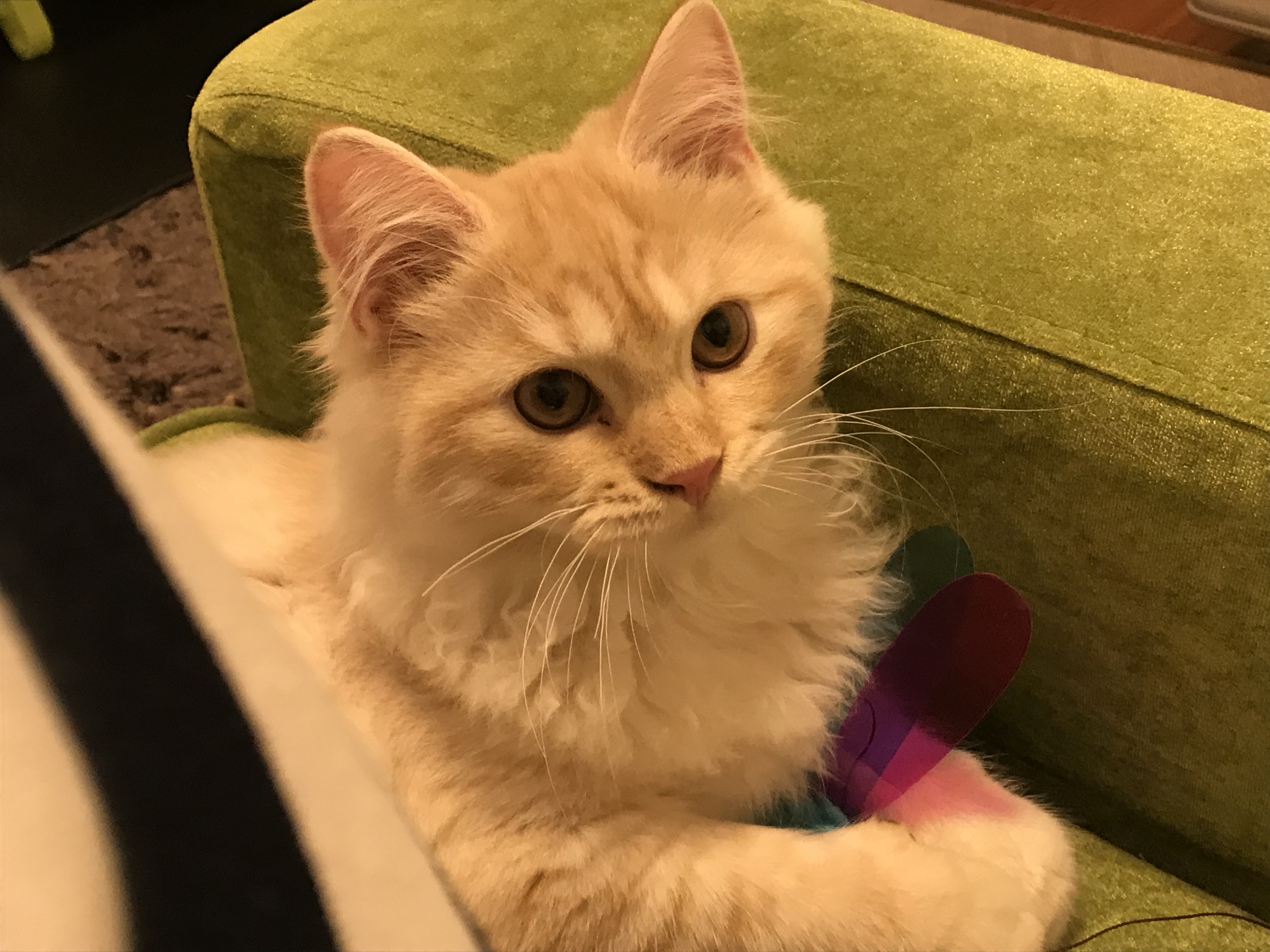 まさか!?大切な愛猫が病気!?急いで沖縄の動物病院に行ってみた!