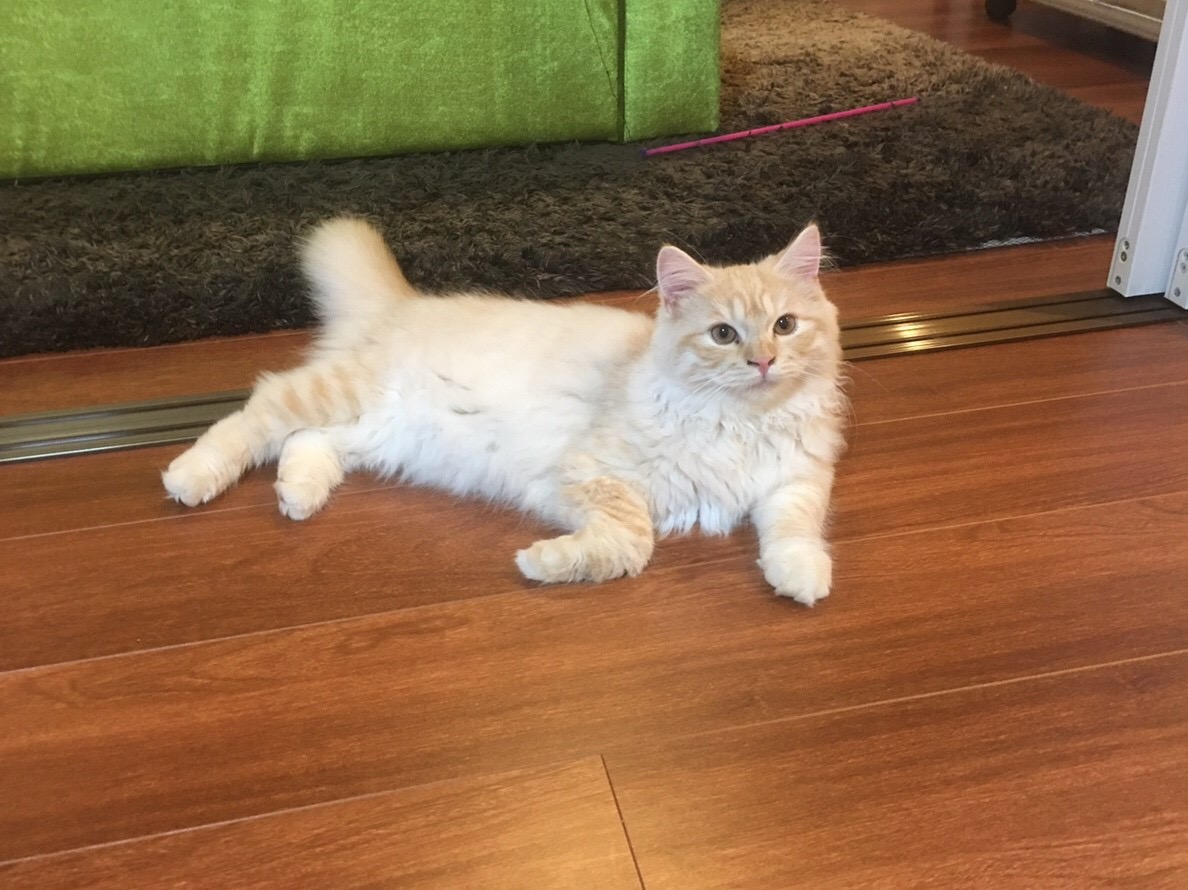 沖縄県南城市にペットショップってあるの?ペットを飼いたい時は?