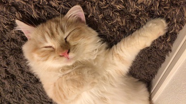 猫の去勢手術ってやった方がいいの?沖縄の病院での当日流れとは?