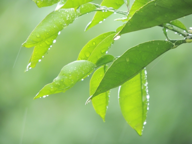 沖縄の梅雨入りは早い!明けてしまうと地獄の日差し!?旅行は梅雨に